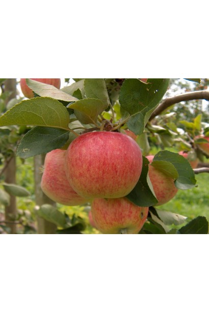 Яблуня домашня Пірус